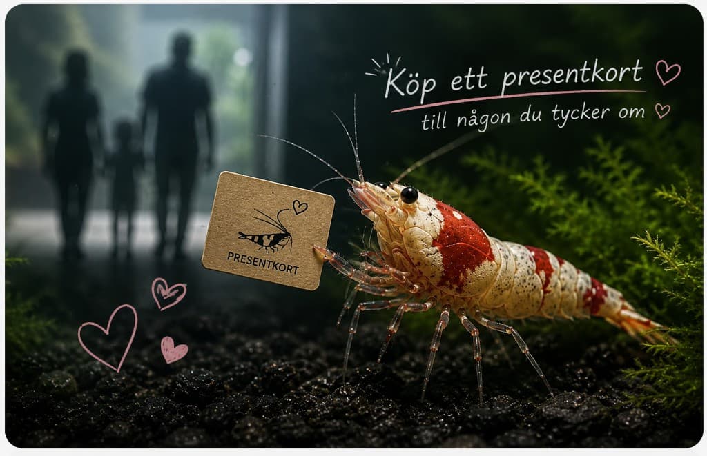 AquaShrimp presentkort