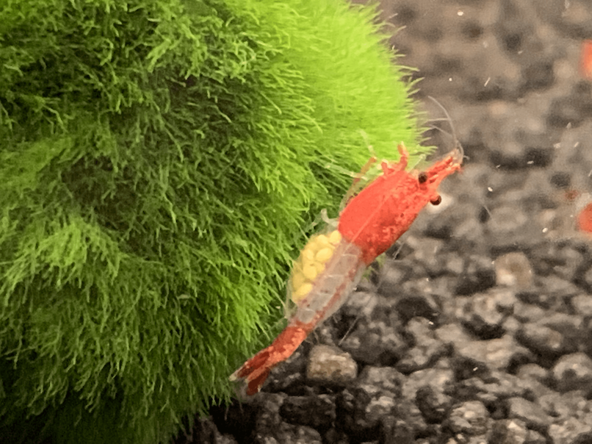 Red Rili