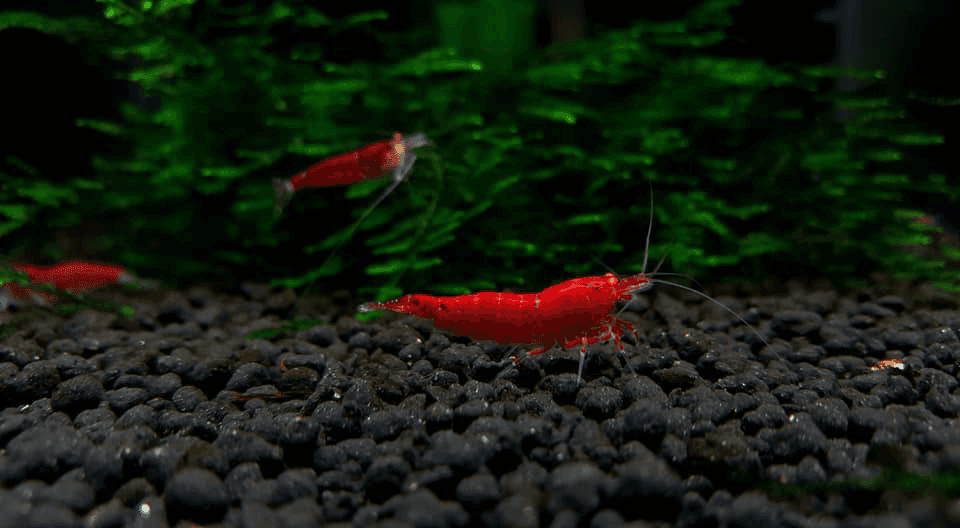 Red Devil Hollow Eye