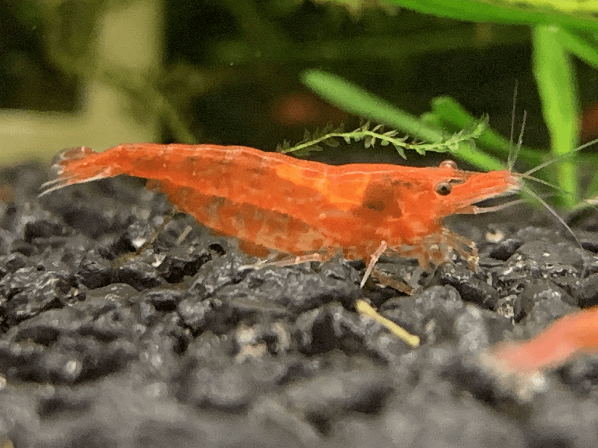 Red Cherry