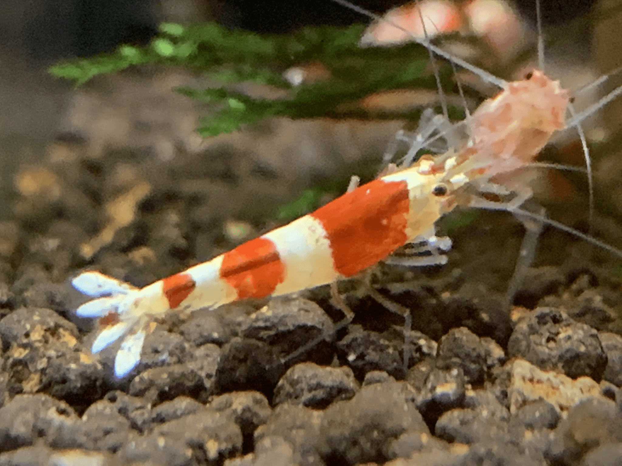 Crystal Red - High
