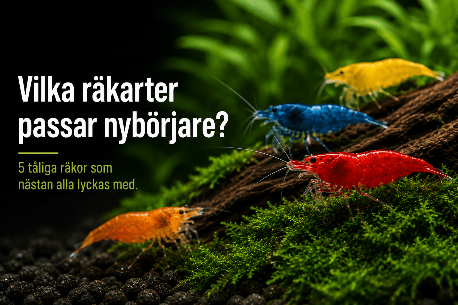 Which shrimp species are suitable for beginners?