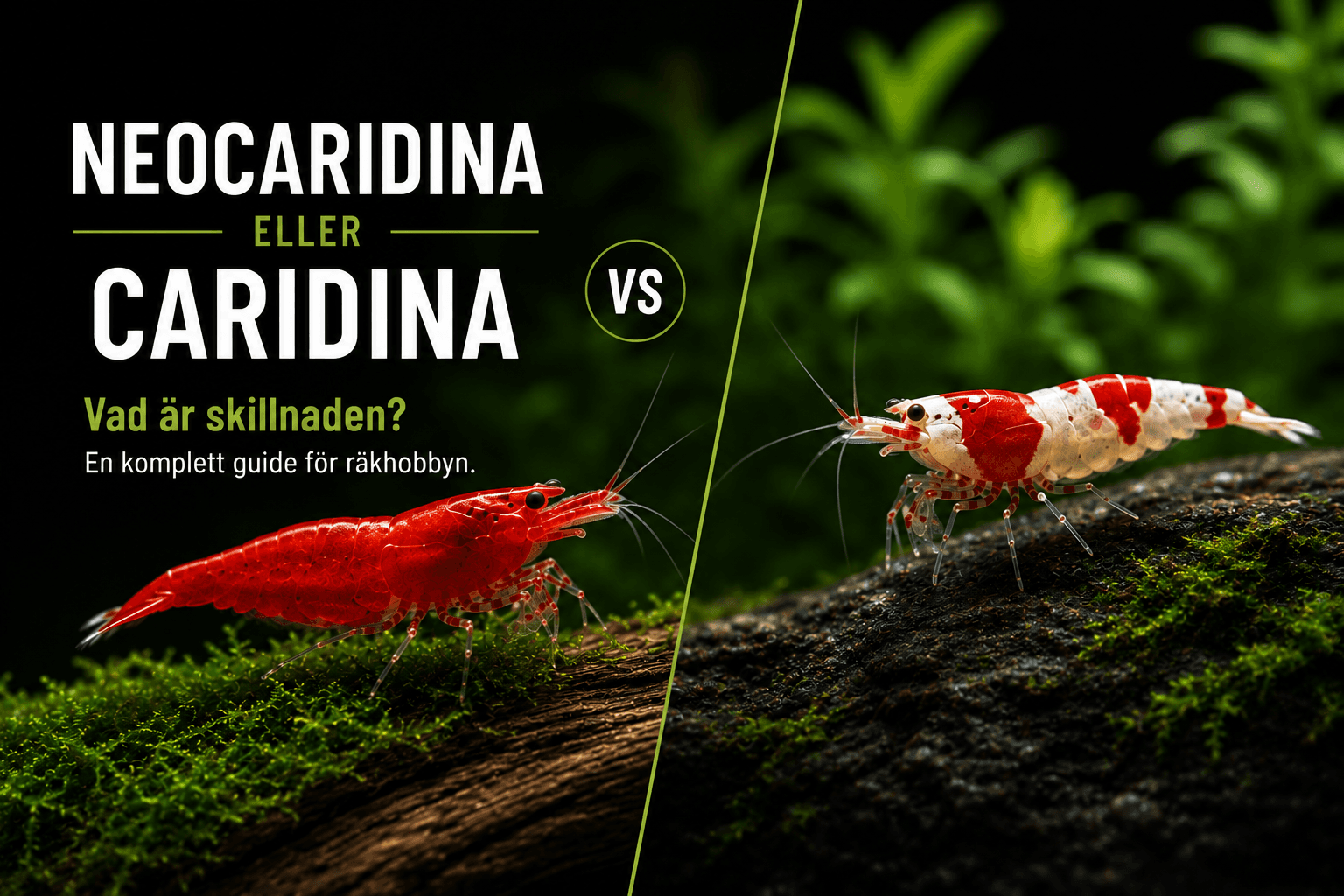 Neocaridina or Caridina - what's the difference?