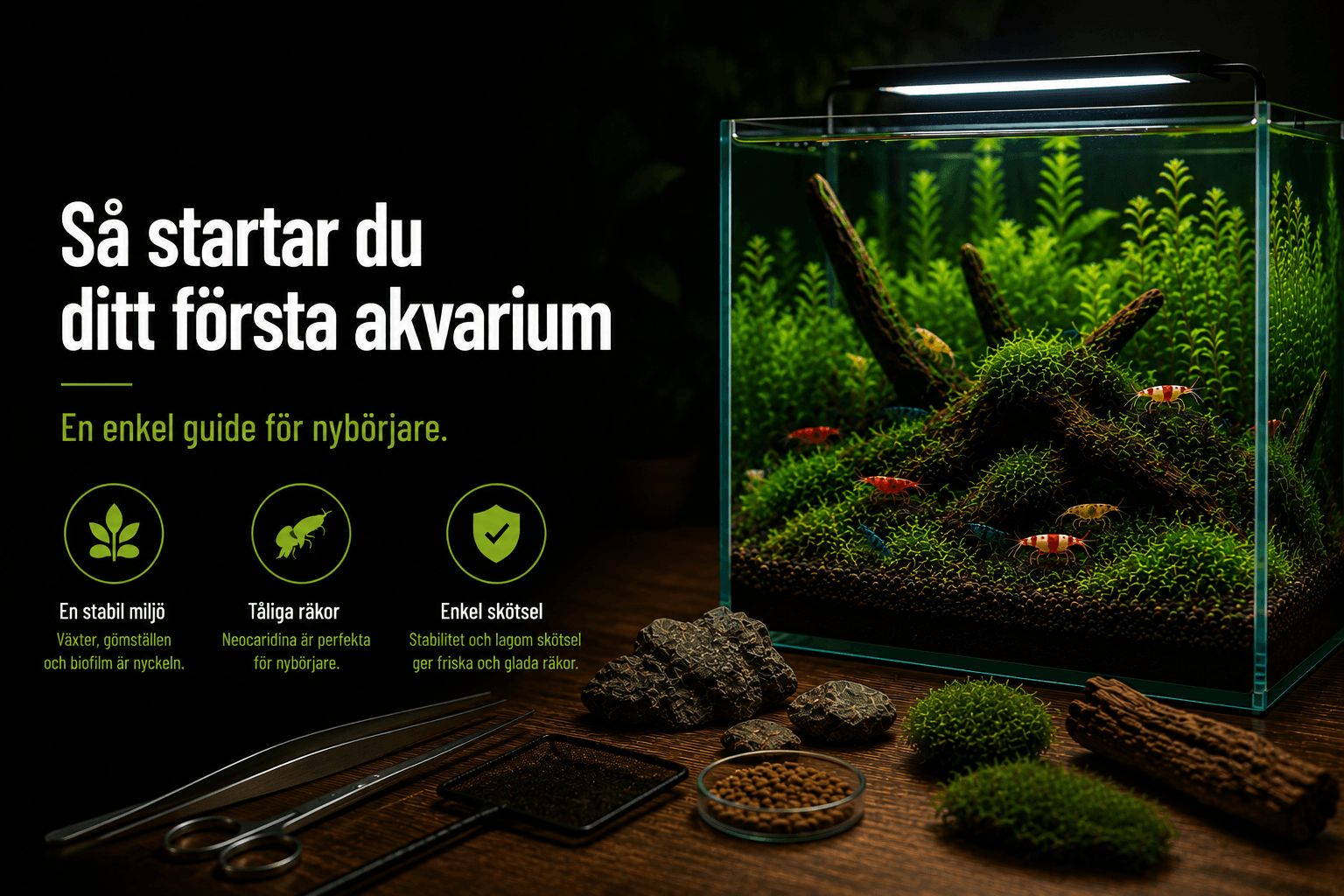 How to start your first shrimp aquarium