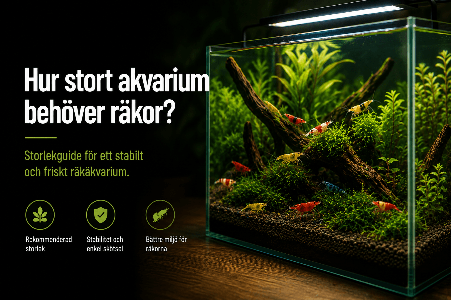 How big of an aquarium do shrimp need?