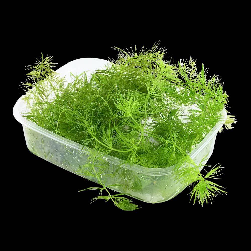Ceratophyllum demersum 'Foxtail'