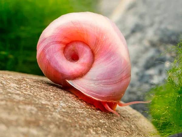 Posthornsnäcka Rosa