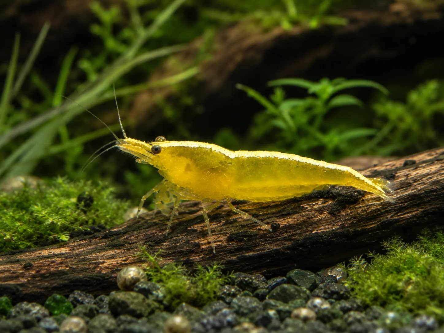 Yellow Neon