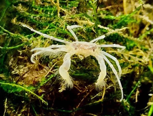 Micro Spindelkrabba - Akvatisk