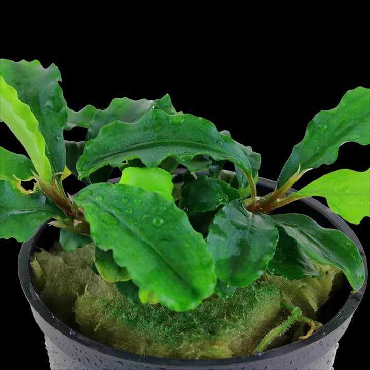 Bucephalandra pygmaea 'Bukit Kelam'