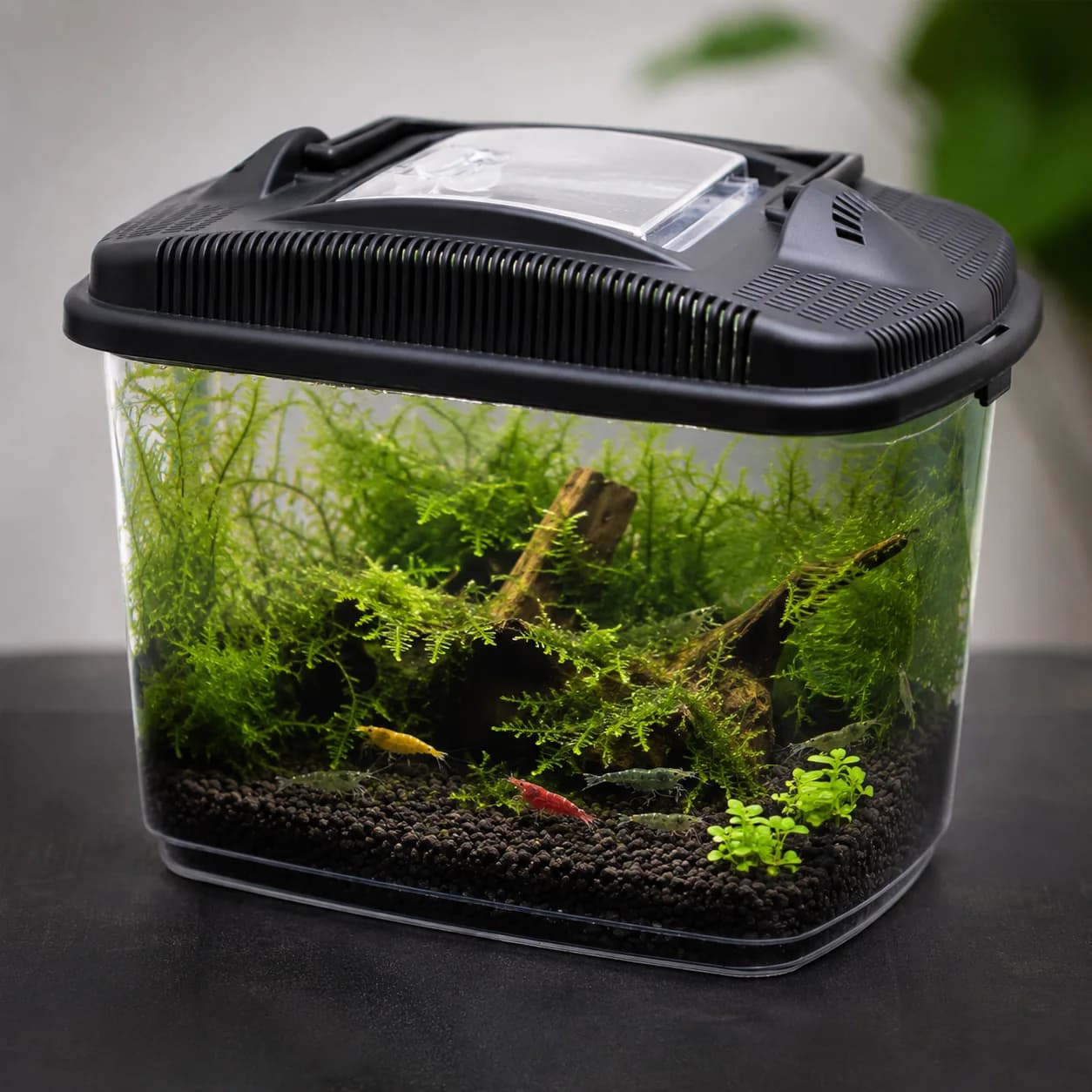 Nano Akvarium för räkor - 3l